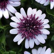 Osteospermum hybrid '4D Berry White' Osteospermum hybrid '4D Berry White'