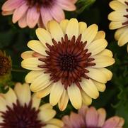 Osteospermum hybrid '4D Harvest Moon' Osteospermum hybrid '4D Harvest Moon'