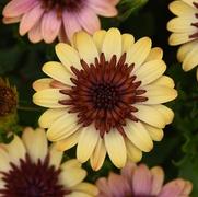 Osteospermum hybrid '4D Harvest Moon'