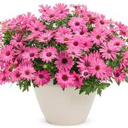 Osteospermum hybrid 'Bright Lights Berry Rose' Osteospermum hybrid 'Bright Lights Berry Rose'