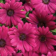 Osteospermum hybrid 'Bright Lights Purple' Osteospermum hybrid 'Bright Lights Purple'