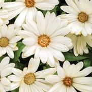 Osteospermum hybrid 'Bright Lights White' Osteospermum hybrid 'Bright Lights White'