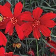 Coreopsis verticillata 'Cruizin' Broad St.'