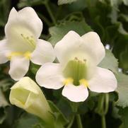 Lophospermum 'Great Cascade-White' Lophospermum 'Great Cascade-White'