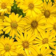 Osteospermum hybrid 'Bright Lights Yellow' Osteospermum hybrid 'Bright Lights Yellow'