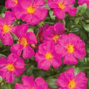 Portulaca umbraticola 'Mojave Fuchsia' Portulaca umbraticola 'Mojave Fuchsia'