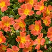 Portulaca umbraticola 'Mojave Tangerine' Portulaca umbraticola 'Mojave Tangerine'