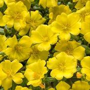 Portulaca umbraticola 'Mojave Yellow' Portulaca umbraticola 'Mojave Yellow'