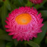 Bracteantha bracteatum 'Dreamtime Jumbo Rose' Bracteantha bracteatum 'Dreamtime Jumbo Rose'