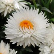 Bracteantha bracteatum 'Dreamtime Jumbo Pure White'