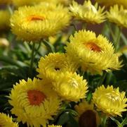 Bracteantha bracteatum 'Dreamtime Jumbo Yellow' Bracteantha bracteatum 'Dreamtime Jumbo Yellow'