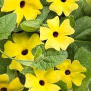 Thunbergia alata 'Lemon A-Peel' Thunbergia alata 'Lemon A-Peel'
