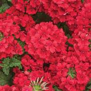 Verbena hybrid 'Superbena Red' Verbena hybrid 'Superbena Red'