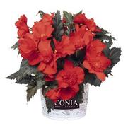 Begonia hybrid 'I'Conia Red' Begonia hybrid 'I'Conia Red'