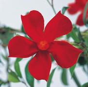 Mandevilla hybrid 'Pretty Crimson' Mandevilla hybrid 'Pretty Crimson'