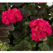 Geranium brocade 'Night Cherry'