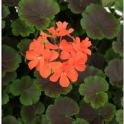 Geranium brocade 'Night Fire'