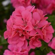 Geranium Ivy 'Precision Flamingo Pink'