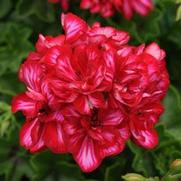 Geranium Ivy 'Precision Red Ice'