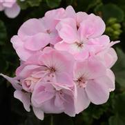 Geranium Zonal 'Fantasia Appleblossom'