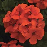Geranium Zonal 'Fantasia Orange' Geranium Zonal 'Fantasia Orange'