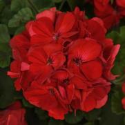 Geranium Zonal 'Galaxy Dark Red'