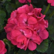 Geranium Zonal 'Galaxy Watermelon'