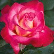 Rosa 'Dick Clark' Rosa 'Dick Clark'