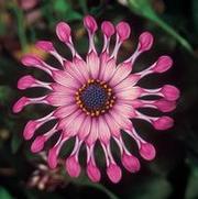 Osteospermum hybrid 'Flower Power Spider Pink'