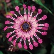 Osteospermum hybrid 'Flower Power Spider Pink' Osteospermum hybrid 'Flower Power Spider Pink'