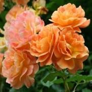 Rosa 'Westerland' Rosa 'Westerland'