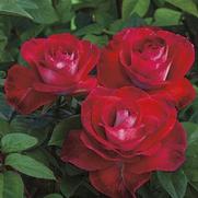 Rosa 'Smokin' Hot' Rosa 'Smokin' Hot'