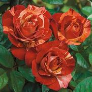 Rosa 'Tropical Lightning' Rosa 'Tropical Lightning'
