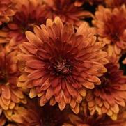 Chrysanthemum Garden Mum 'Zuma Orange' Chrysanthemum Garden Mum 'Zuma Orange'
