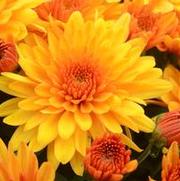 Chrysanthemum Garden Mum 'Fireglow Bronze' Chrysanthemum Garden Mum 'Fireglow Bronze'