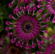 Osteospermum hybrid 'Flower Power Spider Purple'