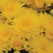Chrysanthemum Garden Mum 'Gold Cup' Chrysanthemum Garden Mum 'Gold Cup'
