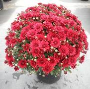 Chrysanthemum Garden Mum 'Lava Red' Chrysanthemum Garden Mum 'Lava Red'