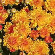 Chrysanthemum Garden Mum 'Hot Sugar Gold' Chrysanthemum Garden Mum 'Hot Sugar Gold'