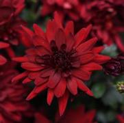 Chrysanthemum Garden Mum 'Mumma Mia Red' Chrysanthemum Garden Mum 'Mumma Mia Red'