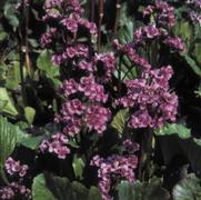 Bergenia cordifolia 'Red Beauty' Bergenia cordifolia 'Red Beauty'