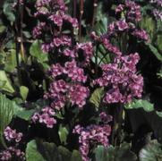 Bergenia cordifolia 'Red Beauty'