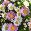 Argyranthemum frutescens 'Comet Pink' Argyranthemum frutescens 'Comet Pink'