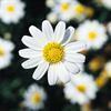 Argyranthemum frutescens 'Comet White' Argyranthemum frutescens 'Comet White'