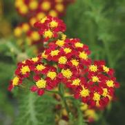 Achillea millefolium 'Milly Rock Red'