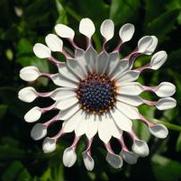 Osteospermum hybrid 'Flower Power Spider White'