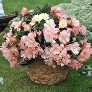 Begonia hybrid 'I'Conia Miss Montreal'