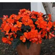 Begonia hybrid 'I'Conia Portofino Hot Orange'