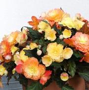Begonia hybrid 'I'Conia Portofino Sunrise'