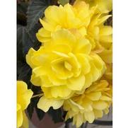 Begonia hybrid 'I'Conia Portofino Yellow'